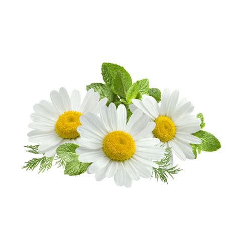 Buy Bulk Chamomile Oil Roman Organic Jedwards International