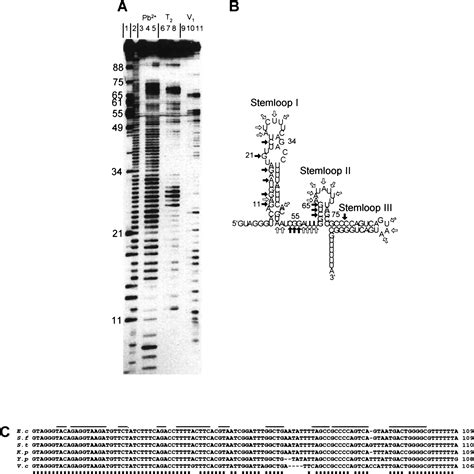 Spot 42 Rna Mediates Discoordinate Expression Of The E Coli Galactose