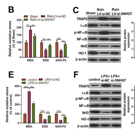 Snhg7 Inhibition Mitigated Inflammation And Oxidative Stress In Pd Download Scientific Diagram