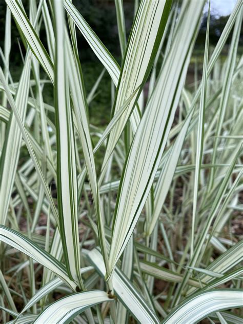 Phalaris Arundinacea Feesey The Beth Chatto Gardens