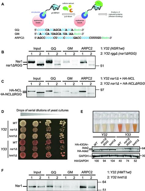 The C Terminal RGG Motif Of Yeast Nucleolin Nsr1 Is Necessary For Its