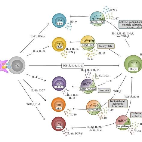 Roles Of Th Cells In Tumor Immunity Depending On Their Plasticity