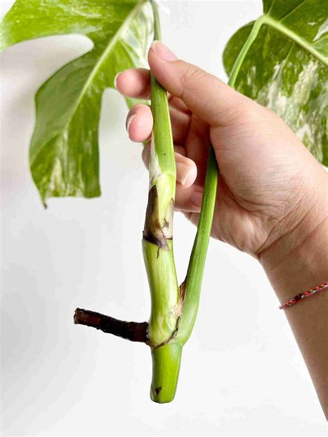 How To Propagate A Monstera Deliciosa 4 Proven Methods