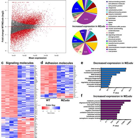 Loss Of Gon4l Results In Large Scale Gene Expression Changes A Plot