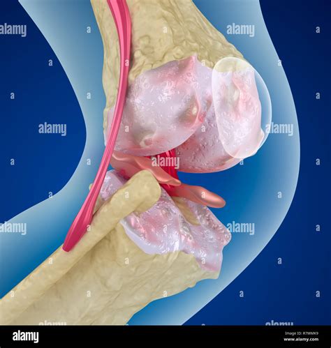 Knee Joint Xray Hi Res Stock Photography And Images Alamy