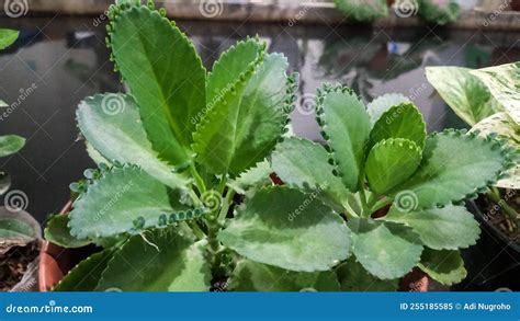 Beautiful Green Flowers Grow in the Backyard Garden. Stock Image ...