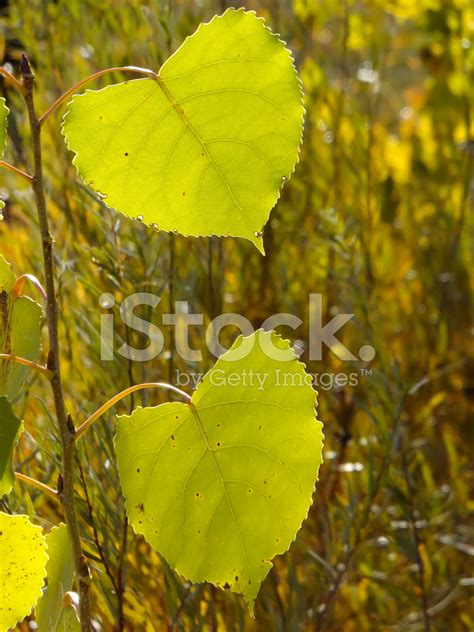 Close Up Of Cottonwood Tree Leaves Stock Photo | Royalty-Free | FreeImages