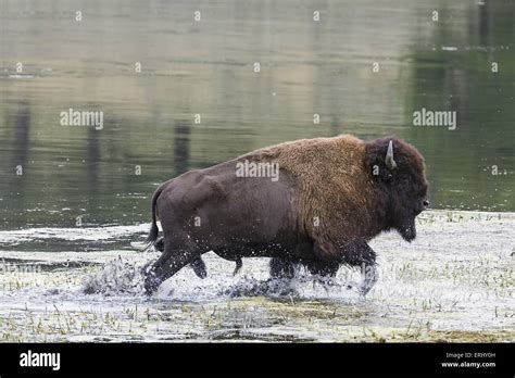 Buffalo Profile Hi Res Stock Photography And Images Alamy
