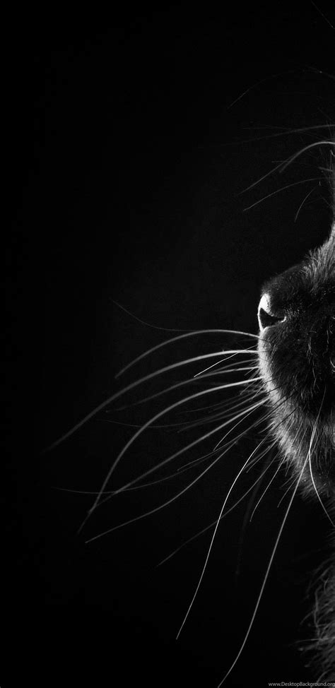 Black Cat Iphone Hd Wallpapers Top Free Black Cat Iphone Hd