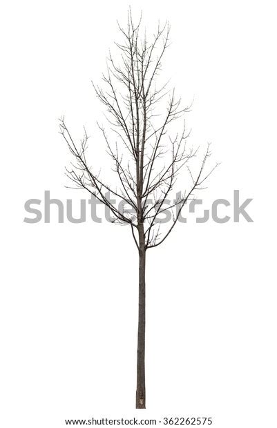 Naked Tree On White Background Stock Photo Shutterstock