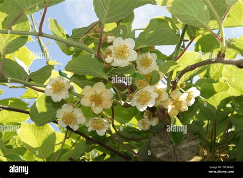 Actinidia Chinensis Kiwi Stock Photo Alamy