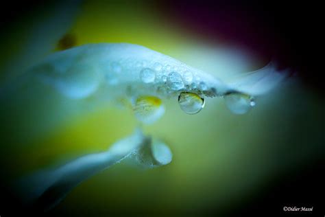 Goutte de pluie sur un pétale de dahlia Ennery Val d Oise Flickr