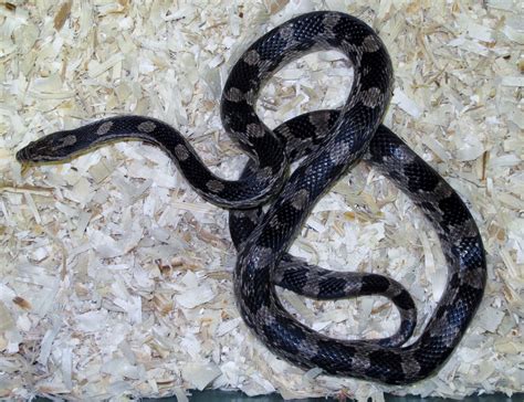 Corn Snake, Anery Female - Twin Cities Reptiles