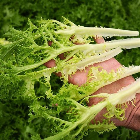 How To Grow Endive And Escarole Baker Creek Heirloom Seeds