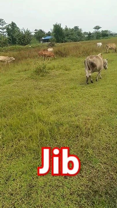 Cow 🐄🐄viralvideo Youtube