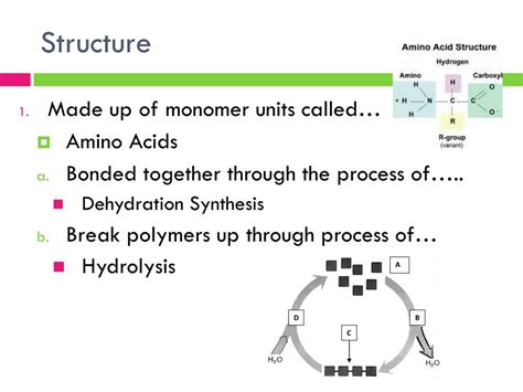 Ppt Proteins Powerpoint Presentation Free Download Id1828850