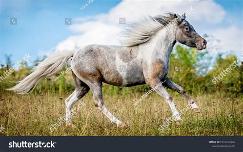 794 American miniature horse Images, Stock Photos & Vectors | Shutterstock