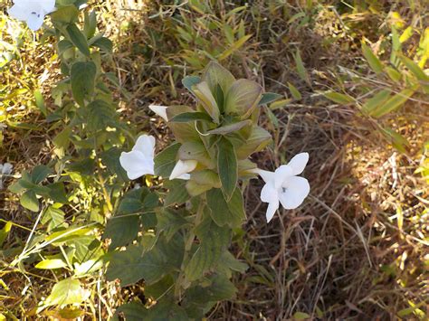 Barleria – eFlora of India