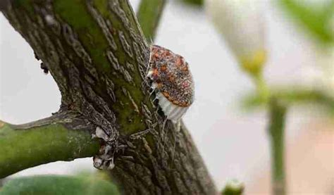 Come Eliminare La Cocciniglia Dal Limone Coltivazione Biologica