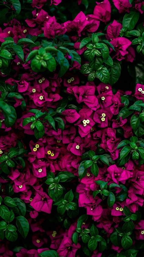 Purple And Pink Flower Background Typikalempire