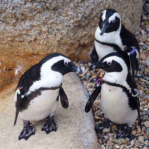 Penguins At The San Diego Zoo San Diego Zoo Penguins Diego