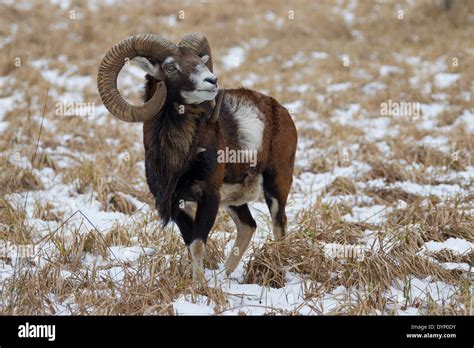 El Mufl N Europeo Ovis Musimon Gmelini Ovis Ammon Ovis Orientalis