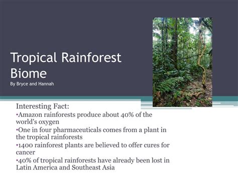 Location Of Tropical Rainforest Biome / Tropical Rain Forests An Overview Sciencedirect Topics ...