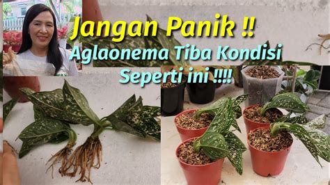 Don T Panic Buy Aglaonema Plants Arrive Like This Jangan Panik Dengan