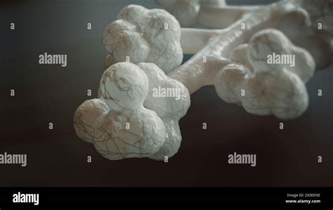 Human Alveoli Structure Hi Res Stock Photography And Images Alamy