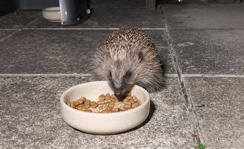 Research: Do hungry hedgehogs hibernate later? – NMDCA