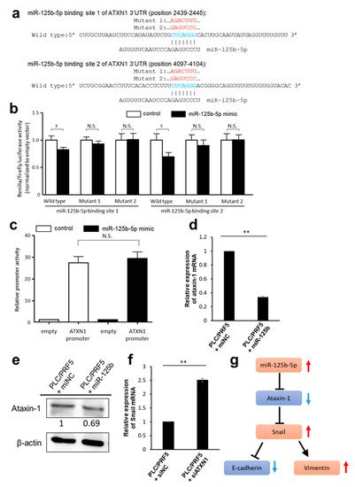 Cancers Free Full Text Mir 125b 5p Is Involved In Sorafenib Resistance Through Ataxin 1