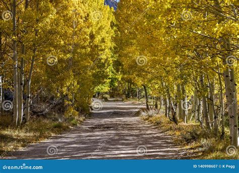 Autumn Trees Line A Dirt Road Sunlight Shining Through The Trees Stock