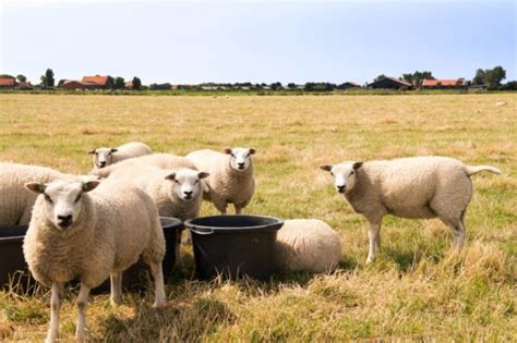 Farmcamps Mariekerke Kleine Camping Nl