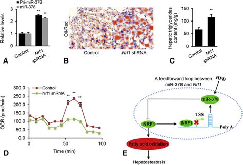 Nrf1 Knockdown Increased MiR 378 Expression And Promoted Hepatic Lipid