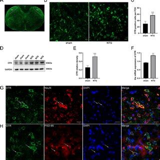 Effect Of Ot On Cgrp And C Fos Expression Levels A And C Show C Fos B