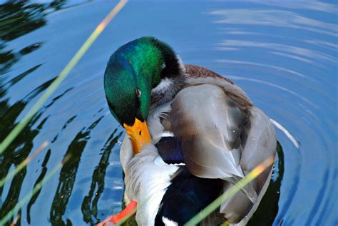 Vienna Zoo By Ashandara On Deviantart