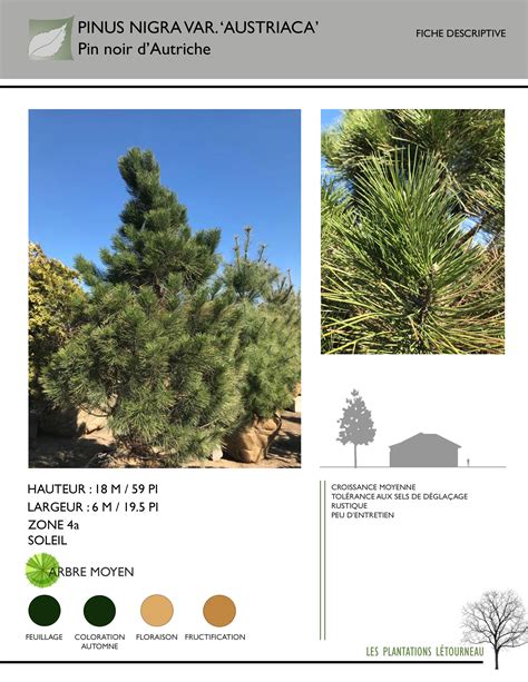 Pinus nigra var Austriaca Les Plantations Létourneau