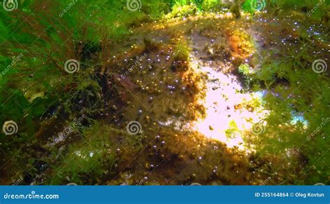 Colonies Of Fouling Blue Green Algae On Rocks Release Oxygen Into The