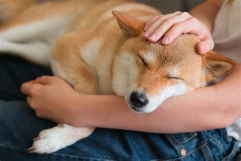 犬のかわいいところを徹底解説！その理由や犬の魅力を紹介 ペットニュースストレージペット保険のペットandファミリー損保