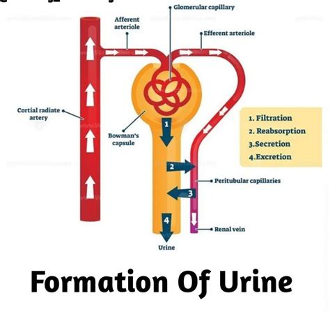 Urine Formation Medizzy