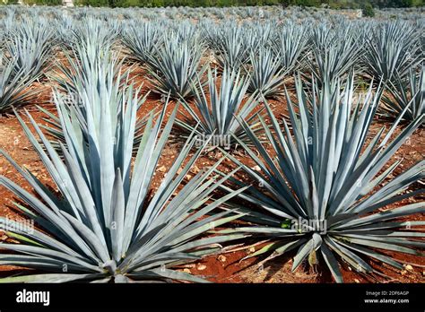 Blue Agave Or Tequila Agave Agave Tequilana Is Cultivated For