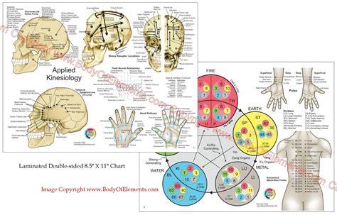 Applied Kinesiology Chart Set 8 5 X 11 Chiropractic Acupuncture Reference Ebay