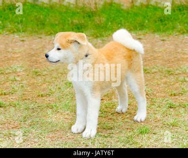 Un Joven Hermoso Blanco Y Rojo Akita Inu Cachorro De Perro Sentado