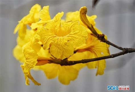 视频丨周末快去打卡！成都浆洗街黄花风铃木迎风招展四川在线