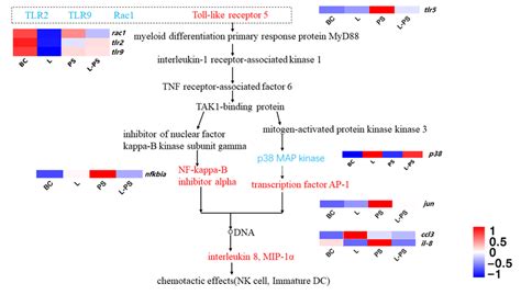 Toll Like Receptor Signalling Pathway Download Scientific Diagram