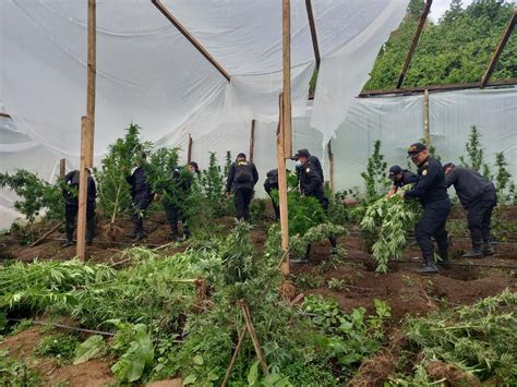 Huehuetenango Erradican E Incineran Marihuana Y Amapola Cultivada En