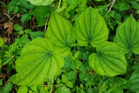 Wild Yam Fertility