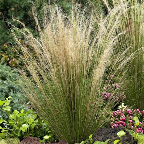 Mexican Feather Grass Seed Stipa Tenuissima Ornamental Grass Seeds