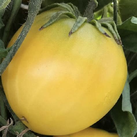 Dwarf Lemon Ice Tomato Seeds Tim S Tomatoes