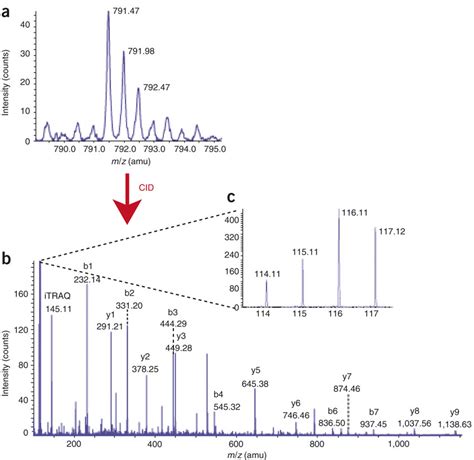 Peptide Fragmentation By Cid A Precursor Ion Scan Ms Of A Peptide